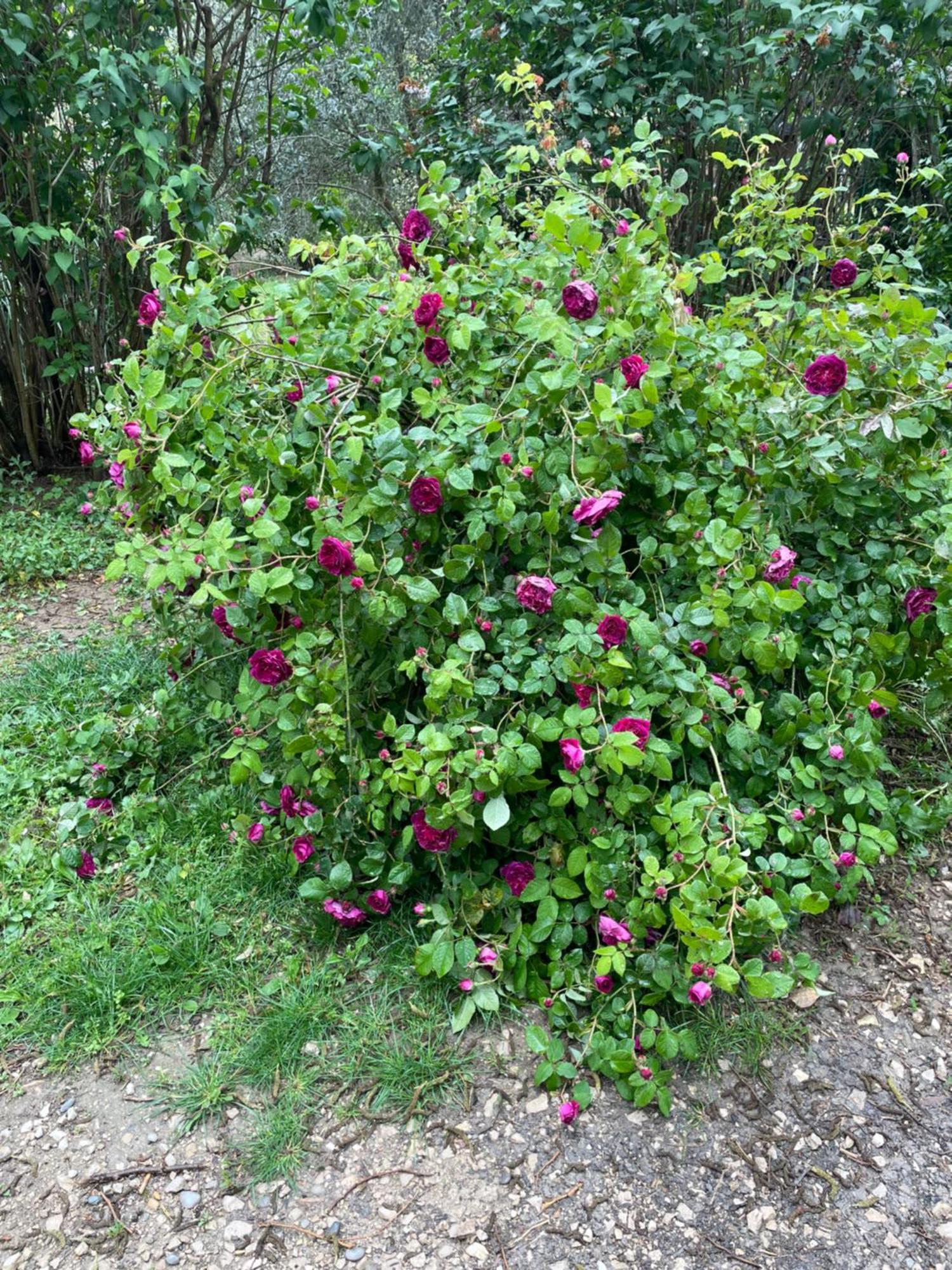 Gites Le Pimayon Manosque Luaran gambar